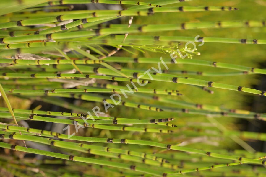 Přeslička zimní - Equisetum hyemale