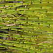 Přeslička zimní - Equisetum hyemale
