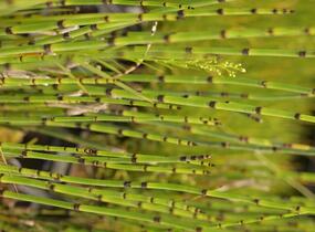 Přeslička zimní - Equisetum hyemale