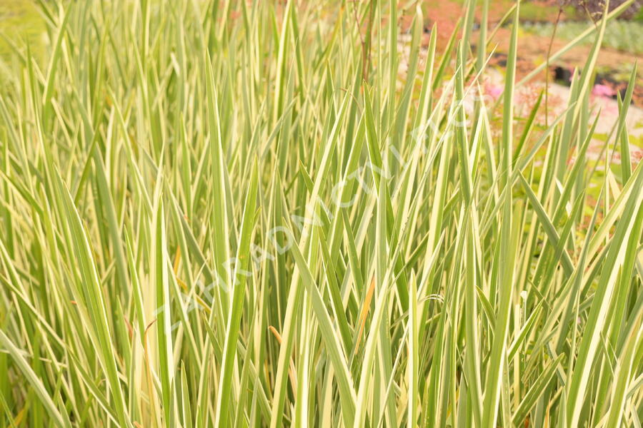 Puškvorec obecný 'Variegatus' - Acorus calamus 'Variegatus'