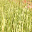 Puškvorec obecný 'Variegatus' - Acorus calamus 'Variegatus'