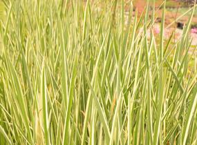 Puškvorec obecný 'Variegatus' - Acorus calamus 'Variegatus'