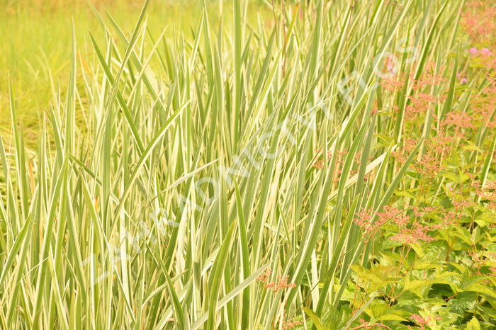 Puškvorec obecný 'Variegatus' - Acorus calamus 'Variegatus'