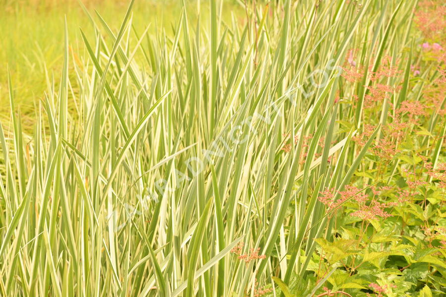Puškvorec obecný 'Variegatus' - Acorus calamus 'Variegatus'