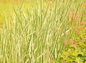 Puškvorec obecný 'Variegatus' - Acorus calamus 'Variegatus'