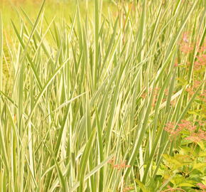 Puškvorec obecný 'Variegatus' - Acorus calamus 'Variegatus'