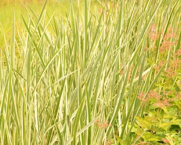 Puškvorec obecný 'Variegatus'