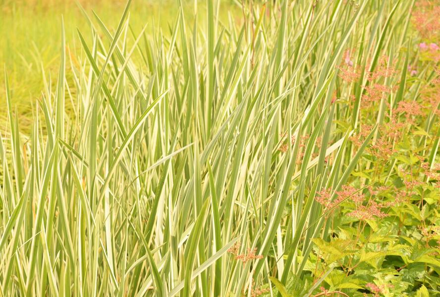 Puškvorec obecný 'Variegatus' - Acorus calamus 'Variegatus'