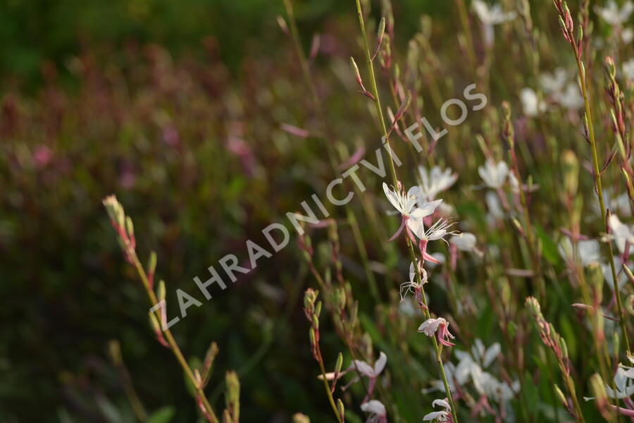 Svíčkovec 'Short Form White' - Gaura lindheimeri 'Short Form White'