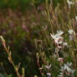 Svíčkovec 'Short Form White' - Gaura lindheimeri 'Short Form White'