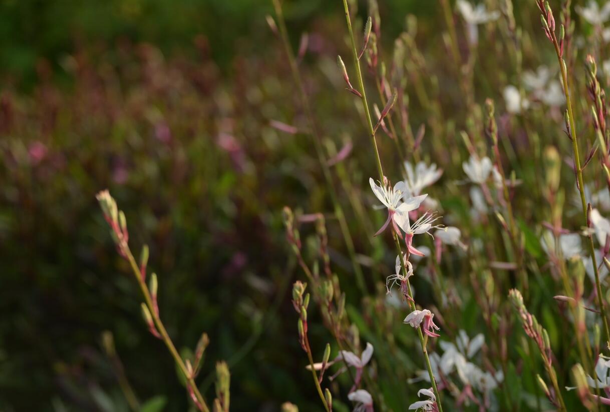Svíčkovec 'Short Form White' - Gaura lindheimeri 'Short Form White'