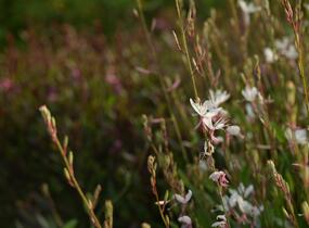 Svíčkovec 'Short Form White' - Gaura lindheimeri 'Short Form White'