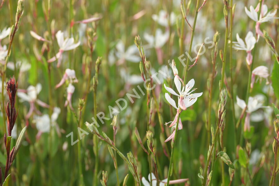 Svíčkovec 'Short Form White' - Gaura lindheimeri 'Short Form White'