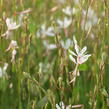 Svíčkovec 'Short Form White' - Gaura lindheimeri 'Short Form White'