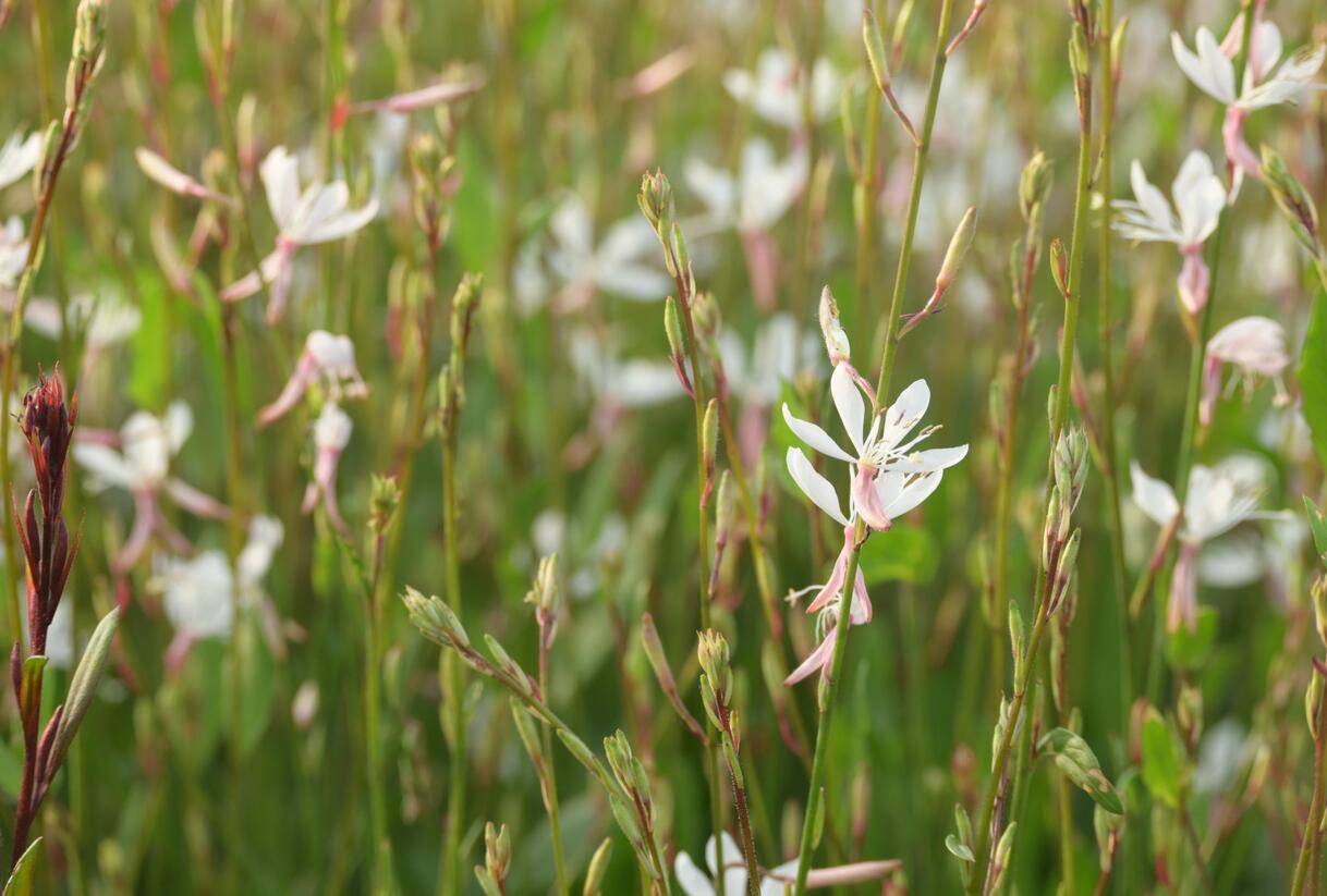Svíčkovec 'Short Form White' - Gaura lindheimeri 'Short Form White'