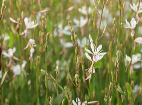 Svíčkovec 'Short Form White' - Gaura lindheimeri 'Short Form White'