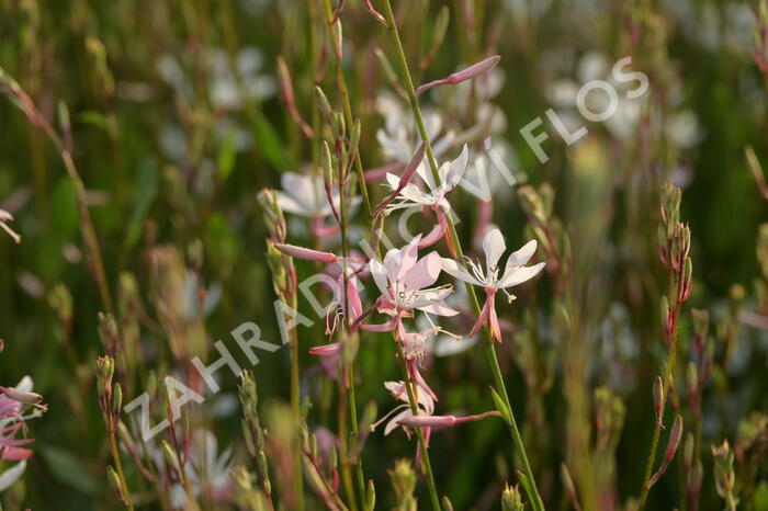 Svíčkovec 'Short Form White' - Gaura lindheimeri 'Short Form White'