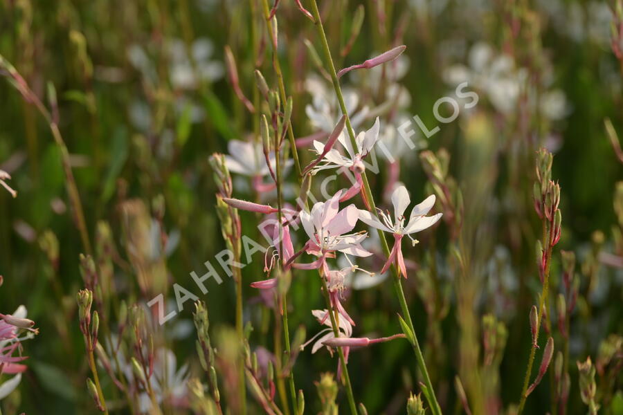 Svíčkovec 'Short Form White' - Gaura lindheimeri 'Short Form White'