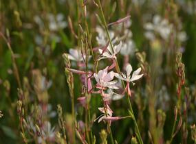 Svíčkovec 'Short Form White' - Gaura lindheimeri 'Short Form White'