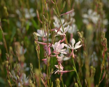 Svíčkovec 'Short Form White'