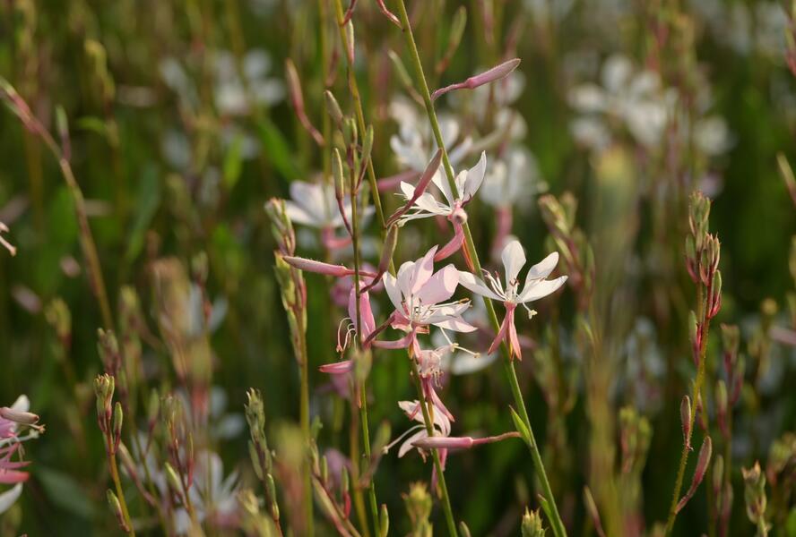 Svíčkovec 'Short Form White' - Gaura lindheimeri 'Short Form White'