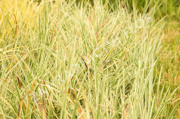 Puškvorec trávolistý 'Argenteostriatus' - Acorus gramineus 'Argenteostriatus'