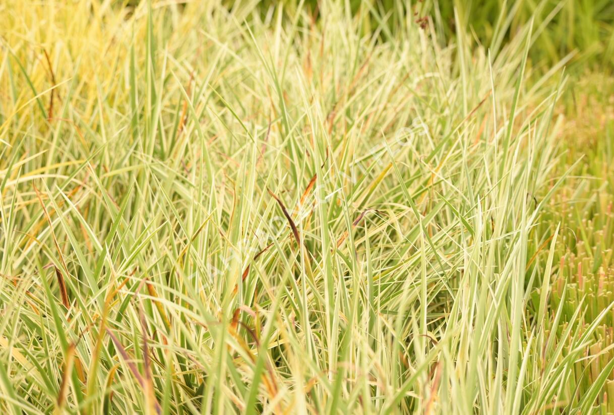 Puškvorec trávolistý 'Argenteostriatus' - Acorus gramineus 'Argenteostriatus'