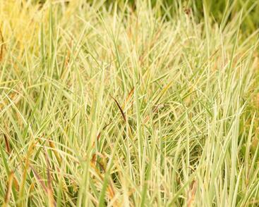 Puškvorec trávolistý 'Argenteostriatus'