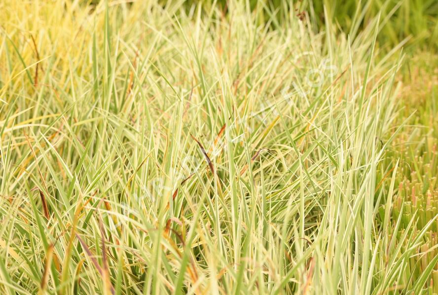 Puškvorec trávolistý 'Argenteostriatus' - Acorus gramineus 'Argenteostriatus'
