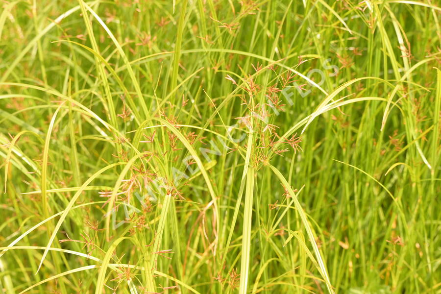 Šáchor dlouhý - Cyperus longus