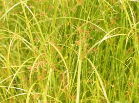 Šáchor dlouhý - Cyperus longus
