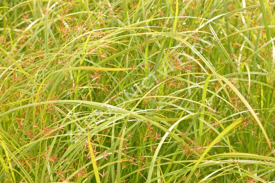 Šáchor dlouhý - Cyperus longus