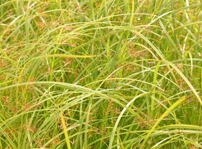 Šáchor dlouhý - Cyperus longus