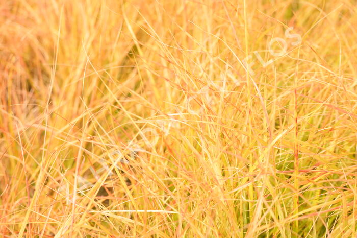 Kavyl - Stipa arundinacea (Anemanthele lessoniana)