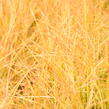 Kavyl - Stipa arundinacea (Anemanthele lessoniana)