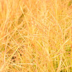 Kavyl - Stipa arundinacea (Anemanthele lessoniana)