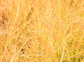 Kavyl - Stipa arundinacea (Anemanthele lessoniana)