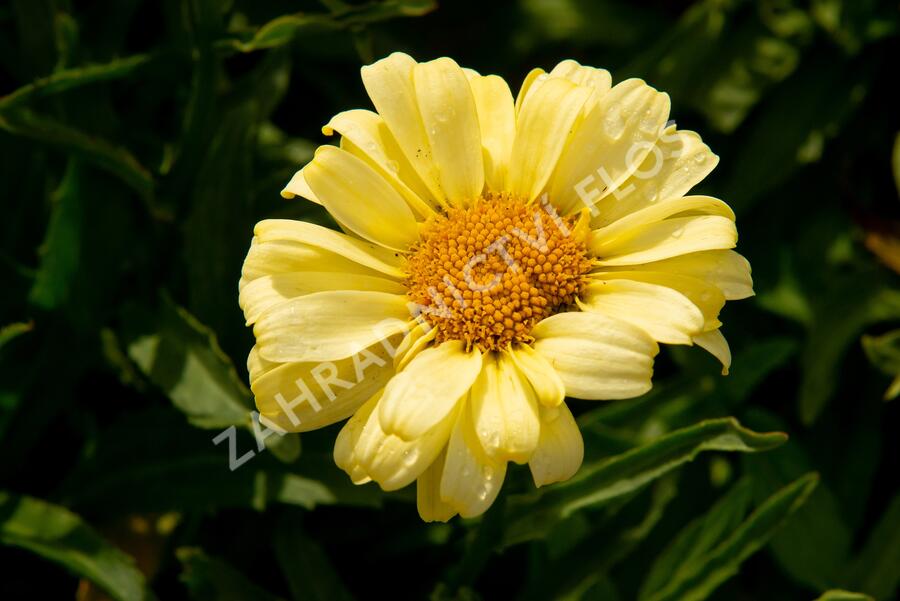 Kopretina největší 'Real Sunbeam' - Leucanthemum maximum 'Real Sunbeam'