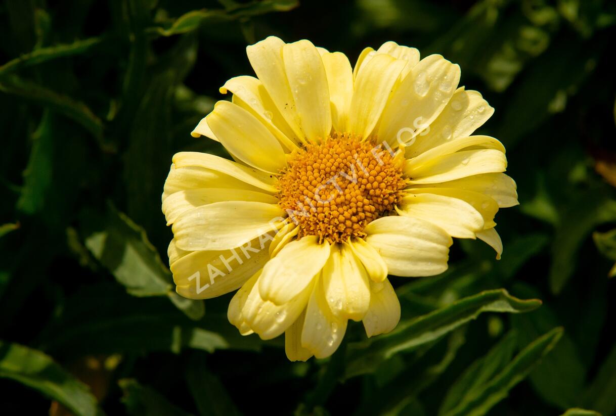 Kopretina největší 'Real Sunbeam' - Leucanthemum maximum 'Real Sunbeam'