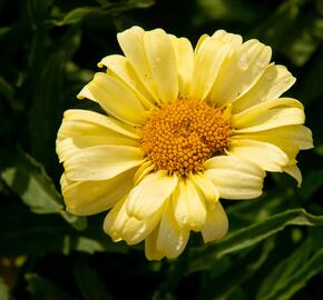 Kopretina největší 'Real Sunbeam' - Leucanthemum maximum 'Real Sunbeam'