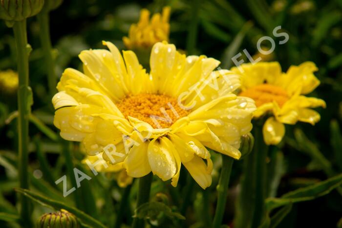 Kopretina největší 'Real Sunbeam' - Leucanthemum maximum 'Real Sunbeam'