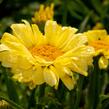 Kopretina největší 'Real Sunbeam' - Leucanthemum maximum 'Real Sunbeam'