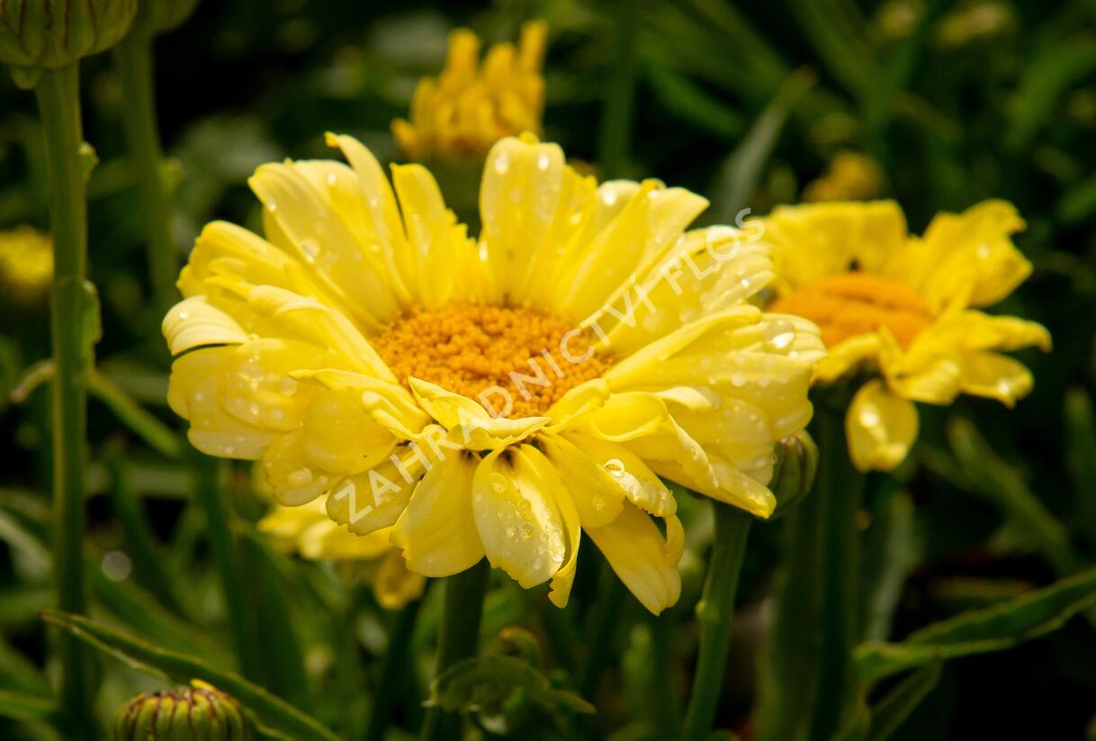 Kopretina největší 'Real Sunbeam' - Leucanthemum maximum 'Real Sunbeam'