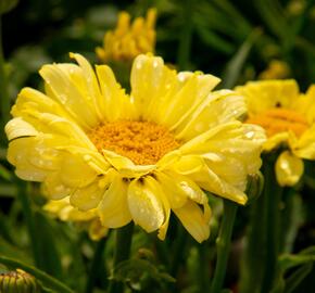 Kopretina největší 'Real Sunbeam' - Leucanthemum maximum 'Real Sunbeam'