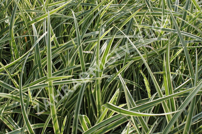 Ostřice japonská 'Aureovariegata' - Carex morrowii 'Aureovariegata'