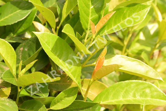 Bobkovišeň lékařská 'Green Planet' - Prunus laurocerasus 'Green Planet'