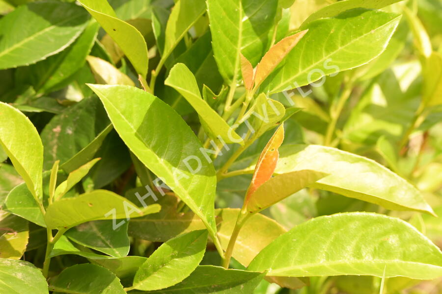 Bobkovišeň lékařská 'Green Planet' - Prunus laurocerasus 'Green Planet'