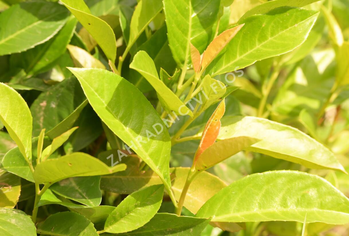 Bobkovišeň lékařská 'Green Planet' - Prunus laurocerasus 'Green Planet'