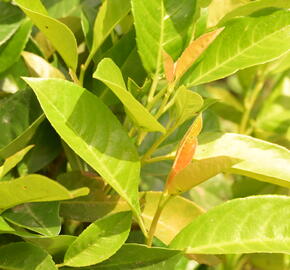 Bobkovišeň lékařská 'Green Planet' - Prunus laurocerasus 'Green Planet'