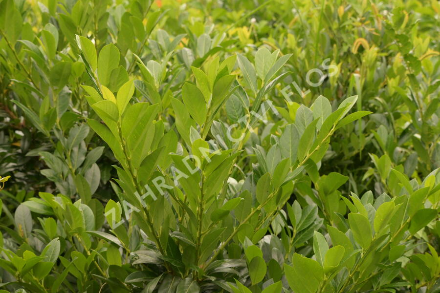 Bobkovišeň lékařská 'Van Nes' - Prunus laurocerasus 'Van Nes'